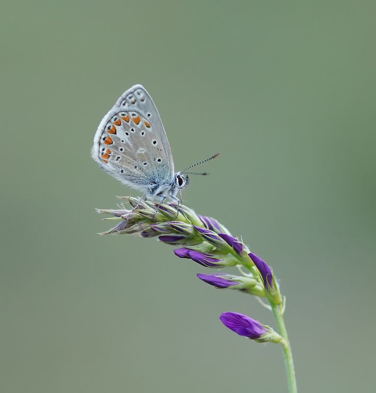 Esparcetteblauwtje / Chapmans Blue