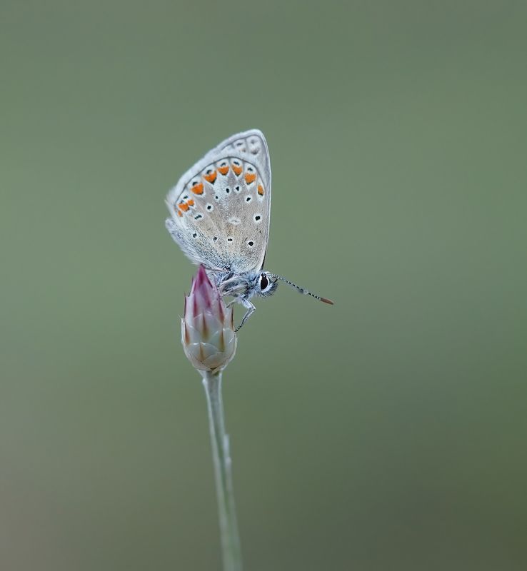 Esparcetteblauwtje / Chapmans Blue