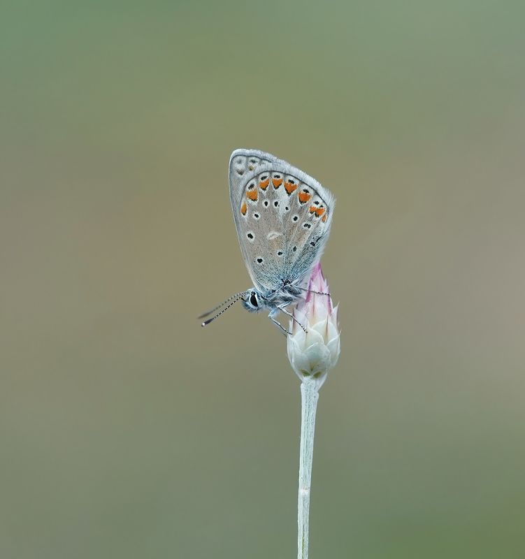 Esparcetteblauwtje / Chapmans Blue
