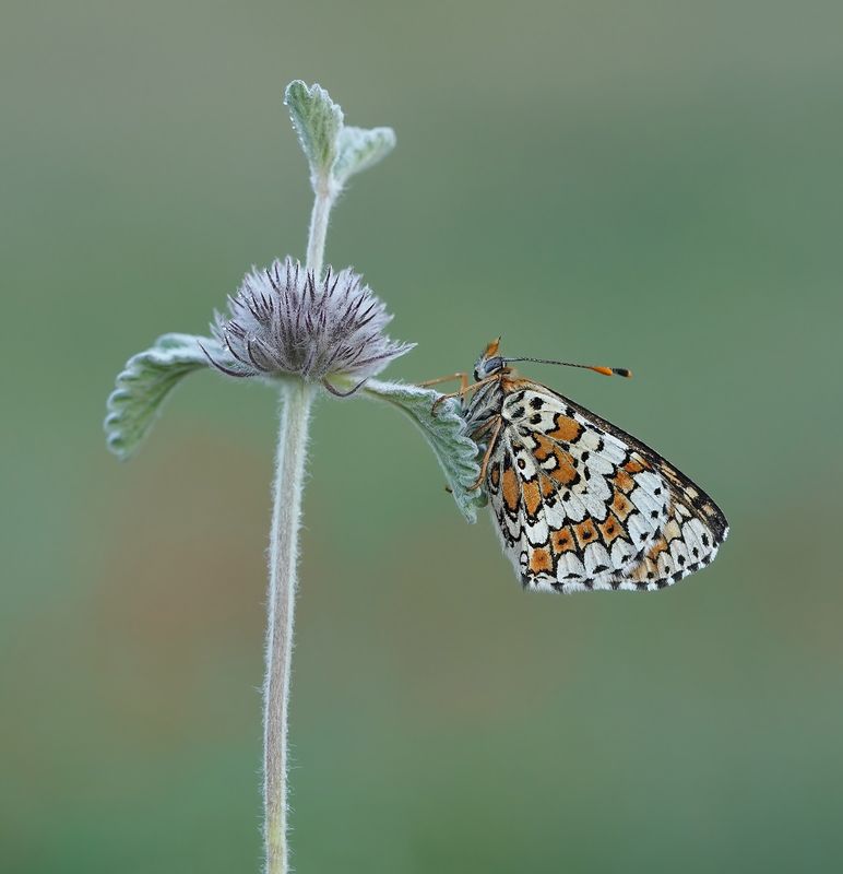 Veldparelmoervlinder / Glanville Fritillary