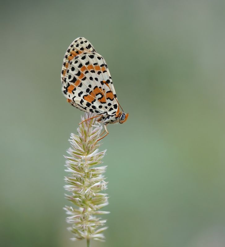 Tweekleurige Parelmoervlinder / Spotted Fritillary