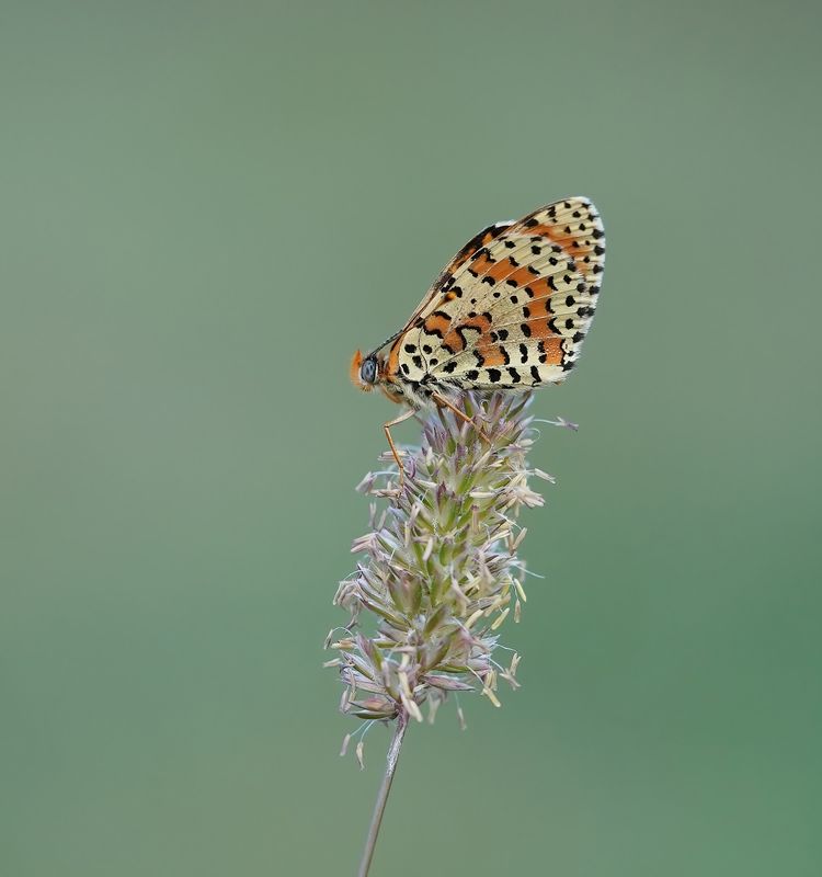 Tweekleurige Parelmoervlinder / Spotted Fritillary