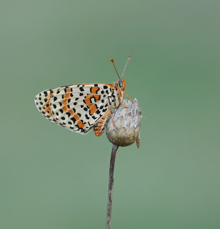Tweekleurige Parelmoervlinder / Spotted Fritillary