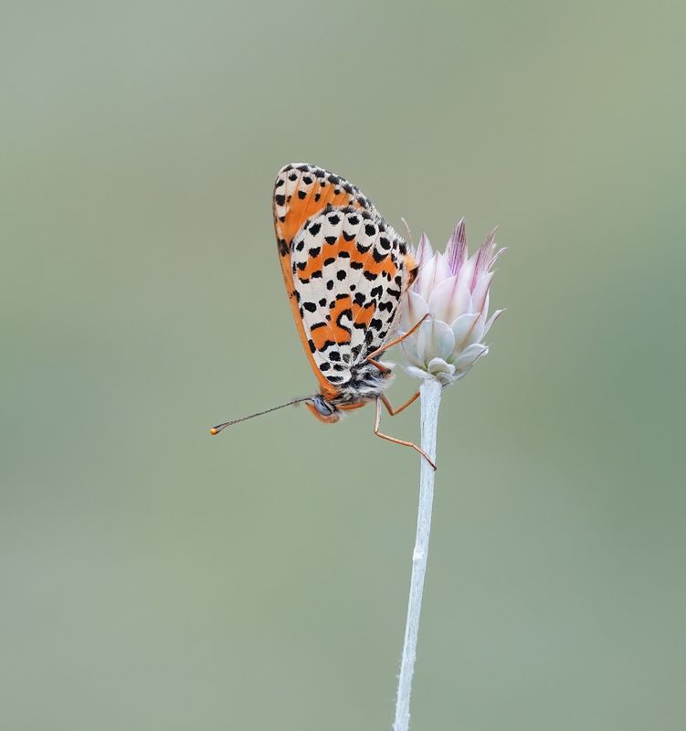 Tweekleurige Parelmoervlinder / Spotted Fritillary