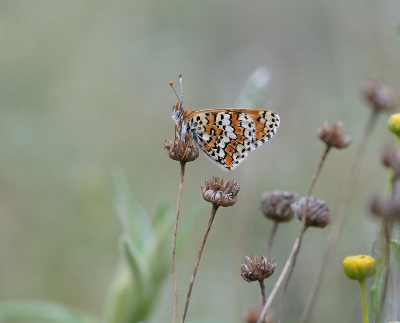 Veldparelmoervlinder / Glanville Fritillary