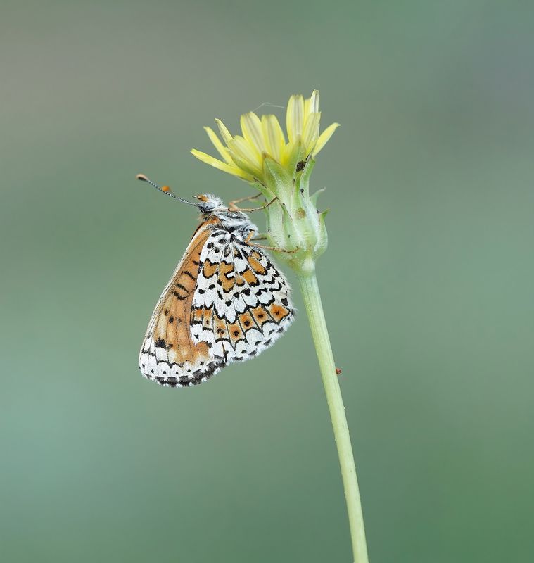 Veldparelmoervlinder / Glanville Fritillary