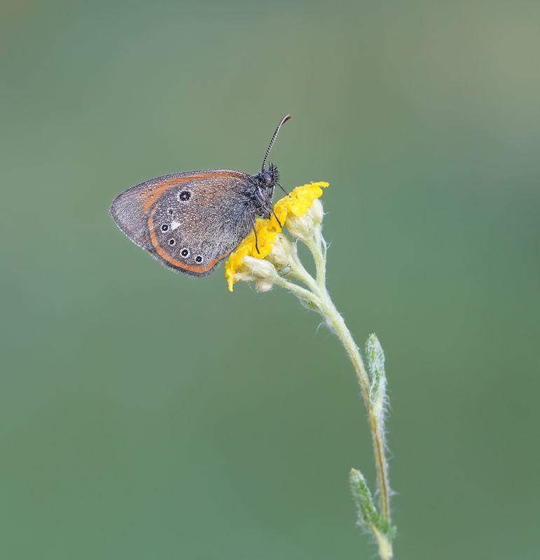 Roodstreephooibeestje / Chestnut Heath
