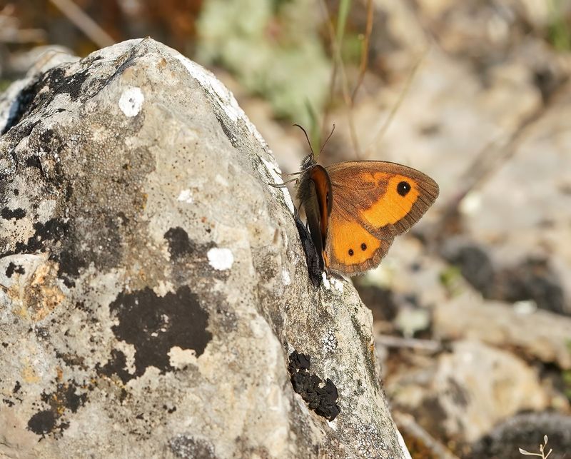 Spaans Oranje Zandoogje / Spanish Gatekeeper