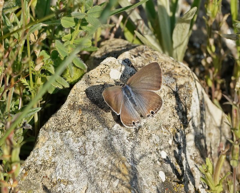 Tijgerblauwtje / Long-tailed Blue