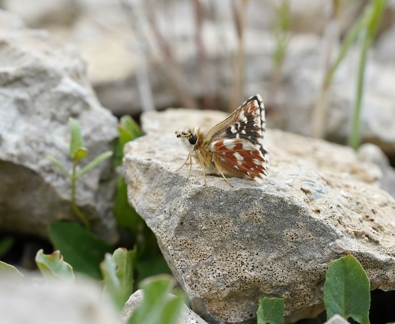 Kalkgraslanddikkopje / Red Underwing Skipper