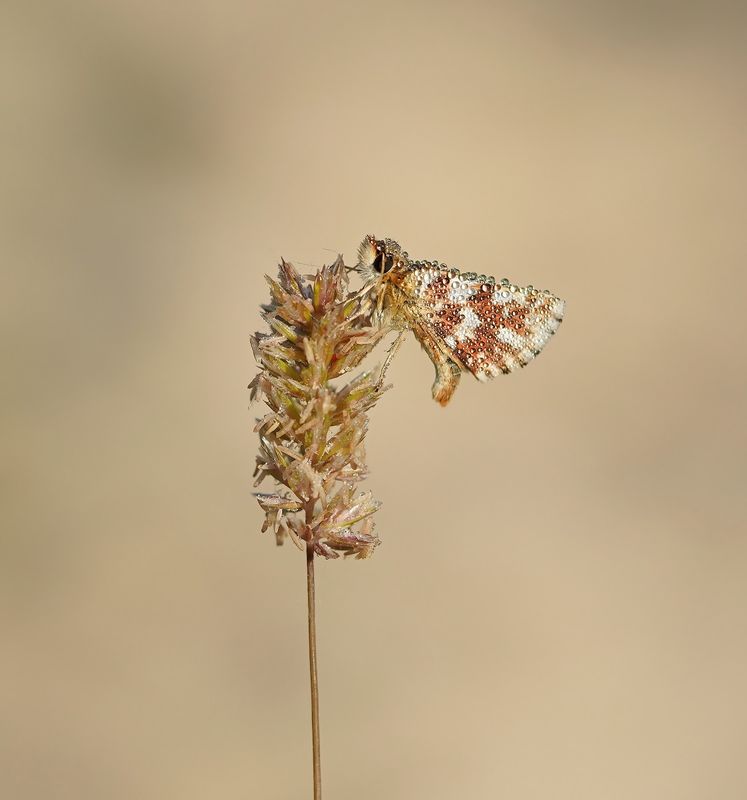 Kalkgraslanddikkopje / Red Underwing Skipper
