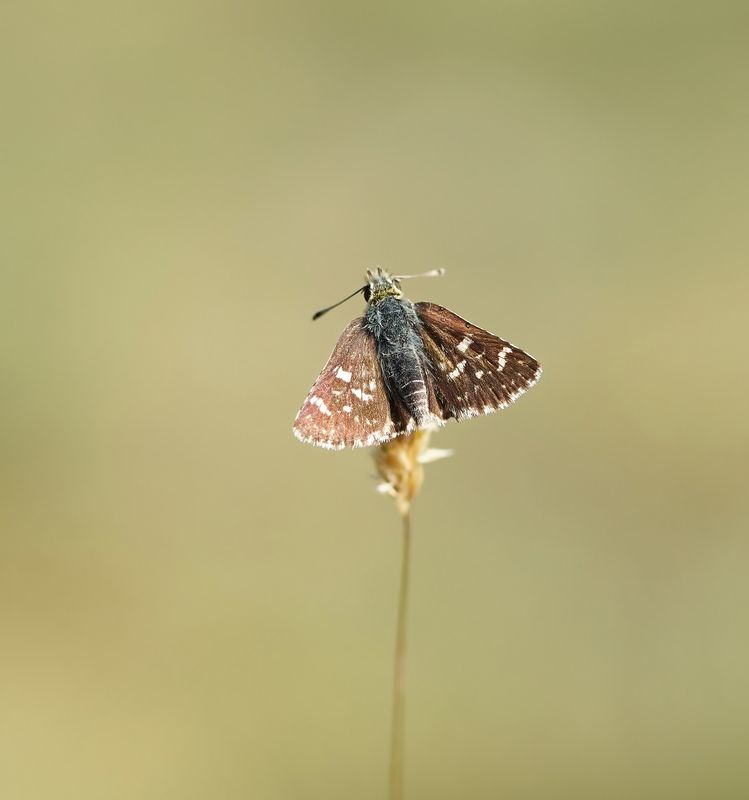 Kalkgraslanddikkopje / Red Underwing Skipper