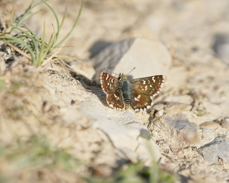 Kalkgraslanddikkopje / Red Underwing Skipper
