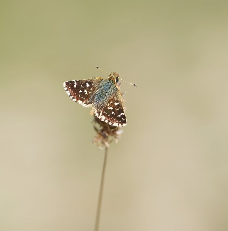 Kalkgraslanddikkopje / Red Underwing Skipper