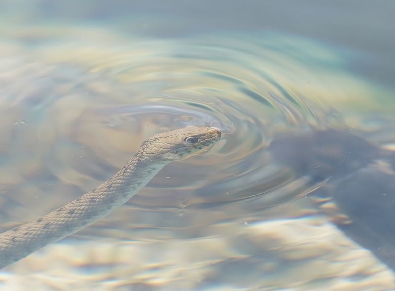 Dobbelsteenslang / Dice Snake