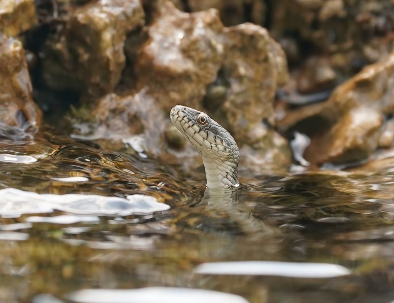 Dobbelsteenslang / Dice Snake