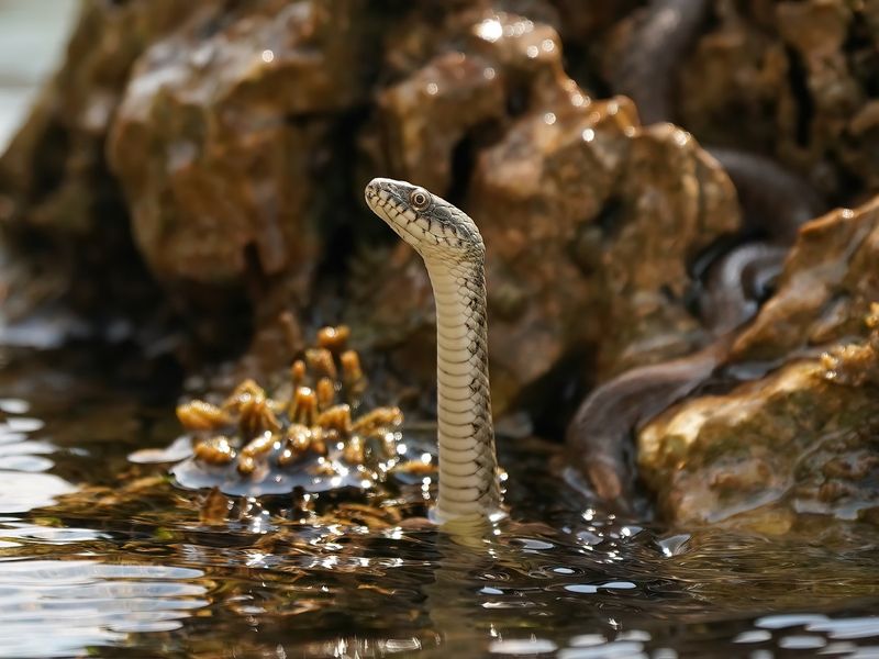 Dobbelsteenslang / Dice Snake