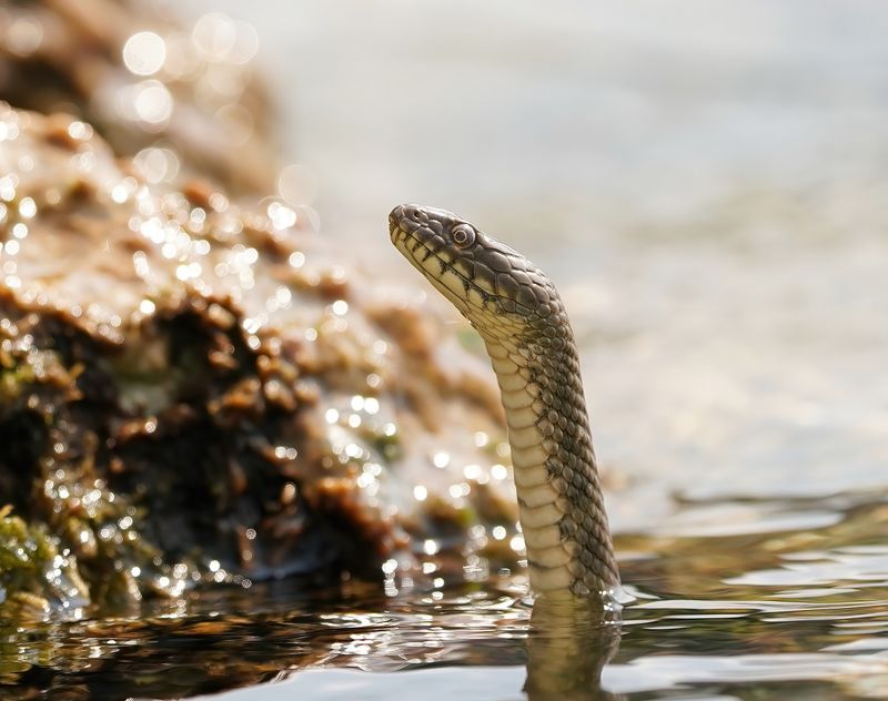 Dobbelsteenslang / Dice Snake