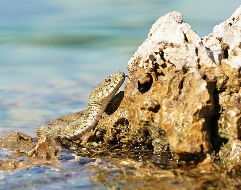 Dobbelsteenslang / Dice Snake