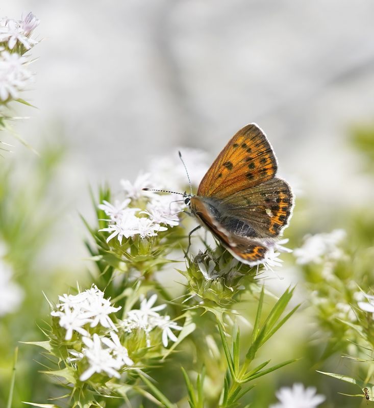 Balkan vuurvlinder / Balkan copper