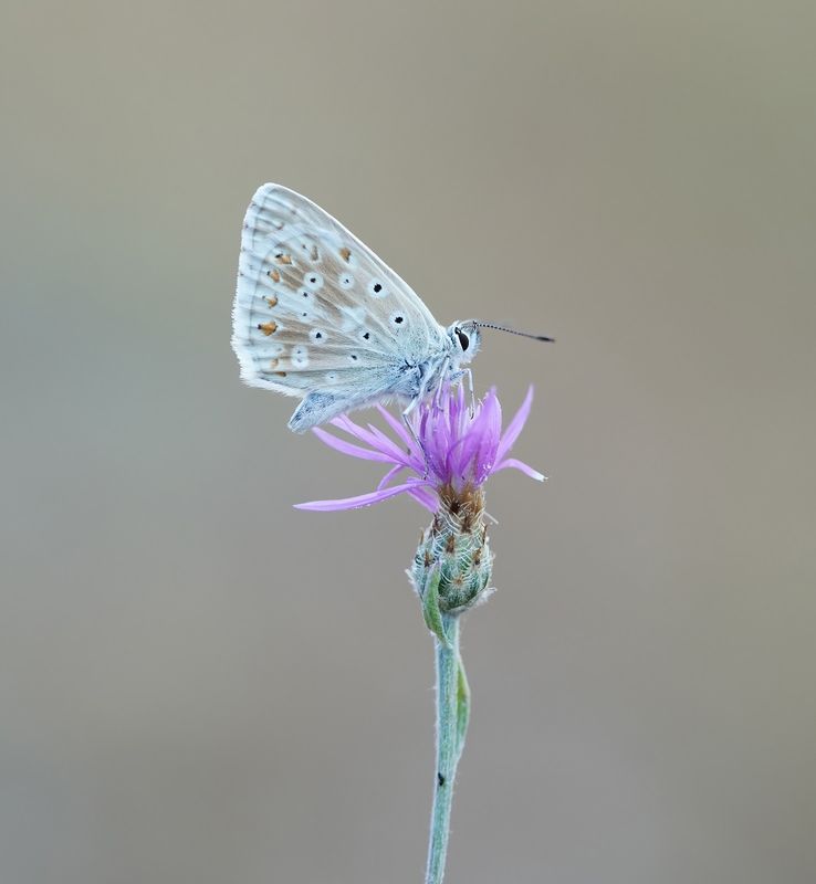 Bleek Blauwtje / Chalk-hill Blue