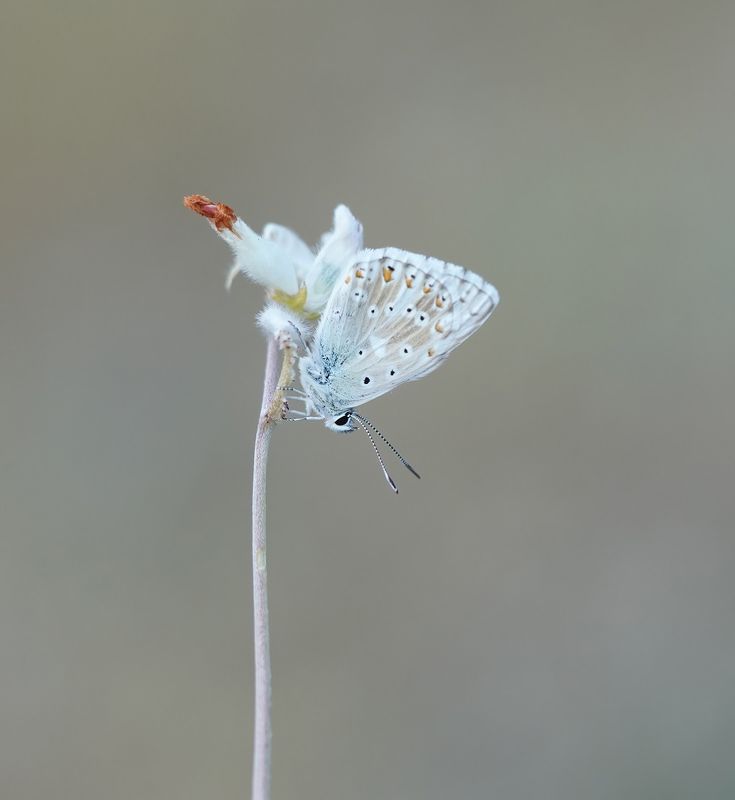 Bleek Blauwtje / Chalk-hill Blue