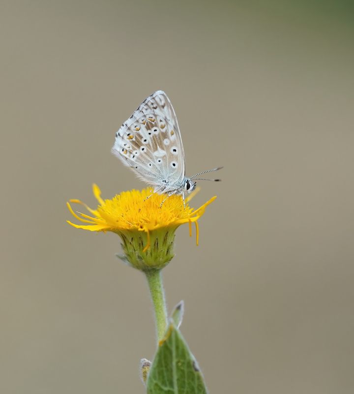 Bleek Blauwtje / Chalk-hill Blue