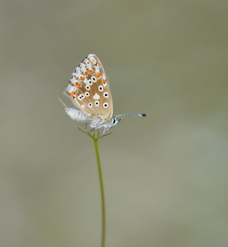 Bleek Blauwtje / Chalk-hill Blue