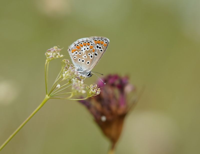 Bruin Blauwtje / Brown Argus