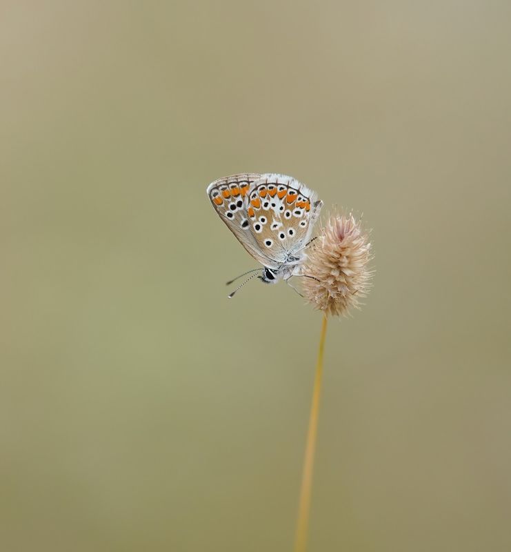 Bruin Blauwtje / Brown Argus