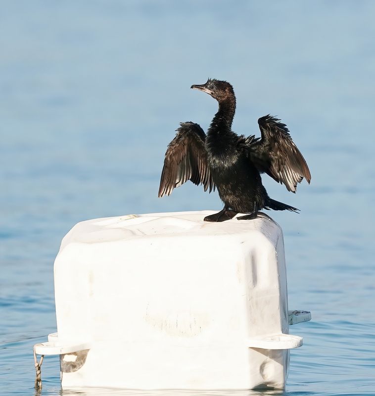 Dwergaalscholver / Pygmy Cormorant