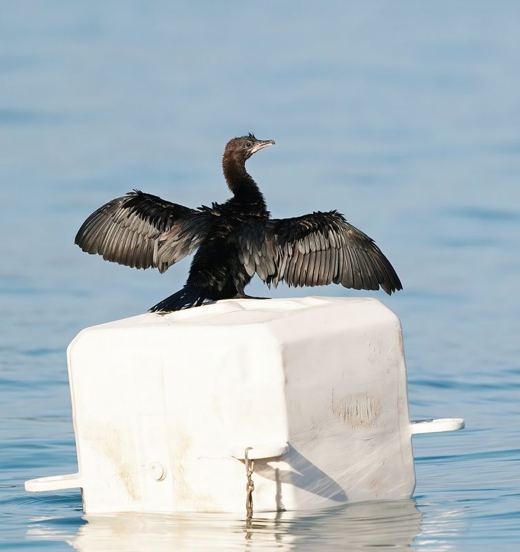Dwergaalscholver / Pygmy Cormorant