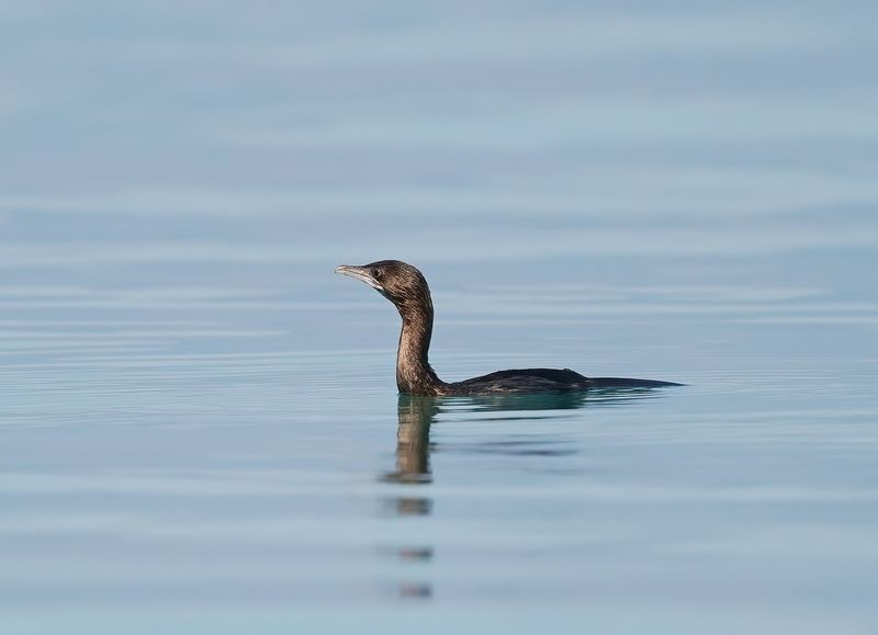 Dwergaalscholver / Pygmy Cormorant