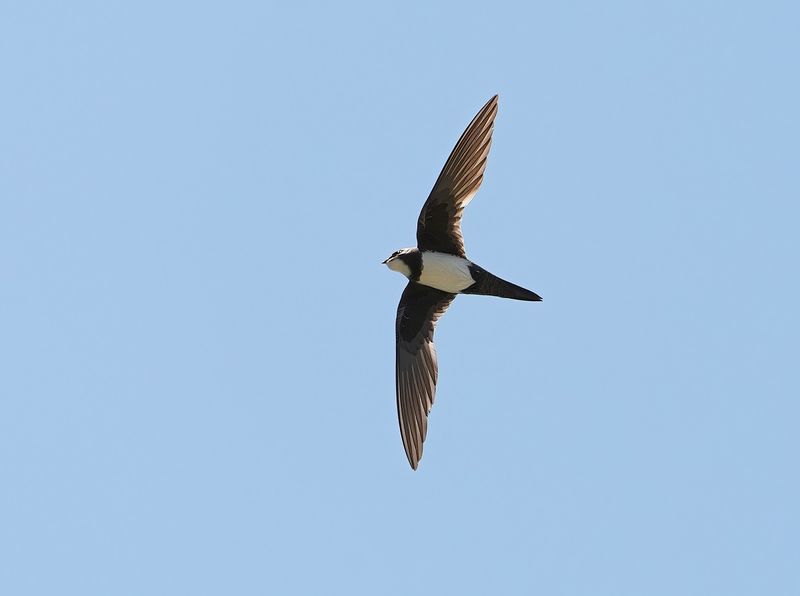 Alpengierzwaluw / Alpine Swift