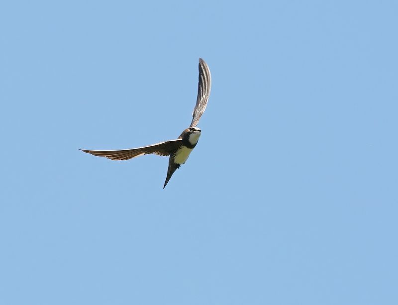 Alpengierzwaluw / Alpine Swift