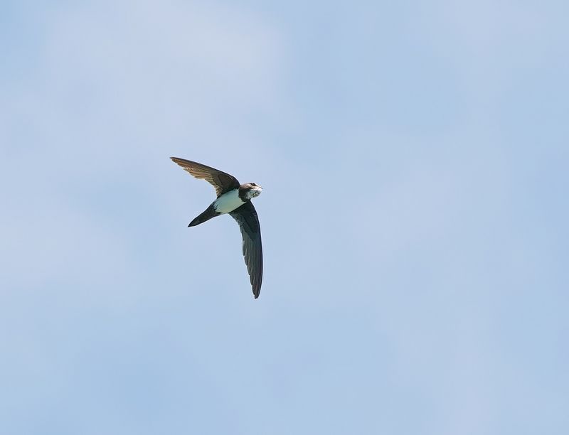 Alpengierzwaluw / Alpine Swift
