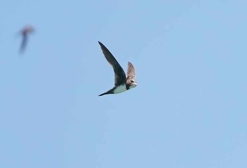 Alpengierzwaluw / Alpine Swift