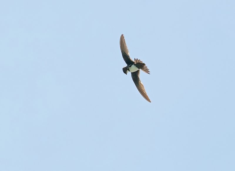 Alpengierzwaluw / Alpine Swift
