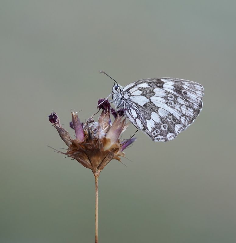 Dambordje / Marbled White