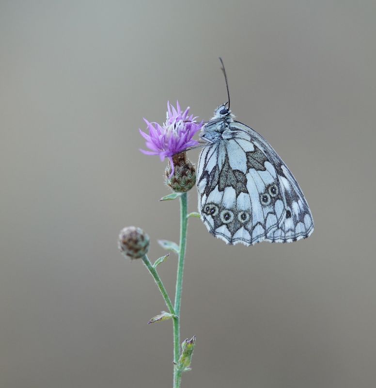 Dambordje / Marbled White