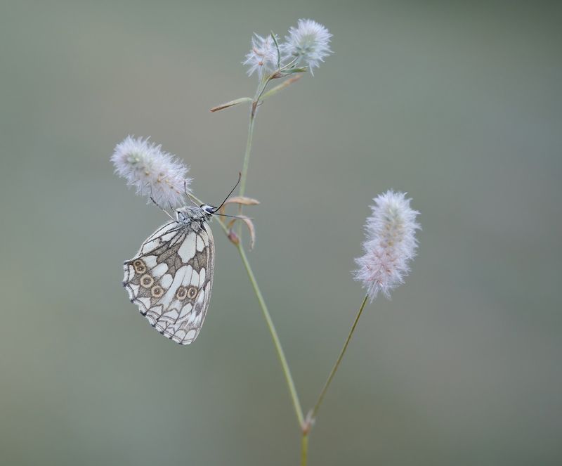 Dambordje / Marbled White