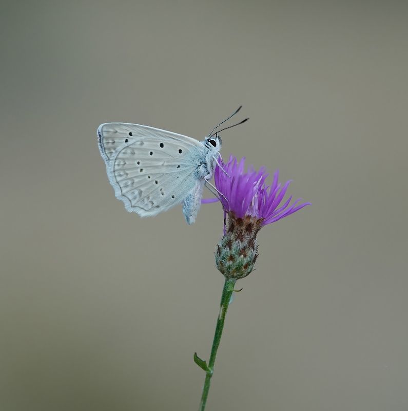 Getand Blauwtje / Meleagers Blue