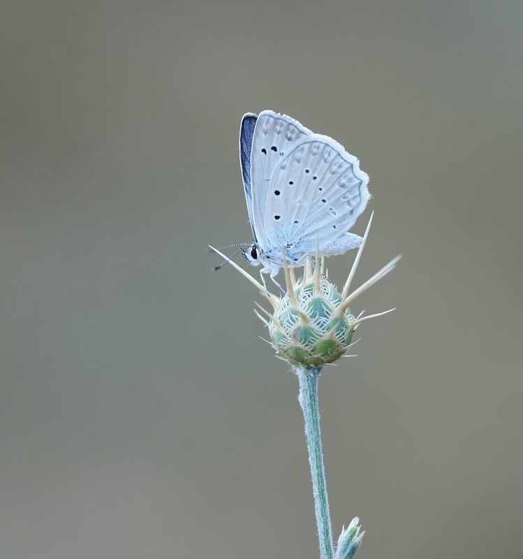 Getand Blauwtje / Meleagers Blue