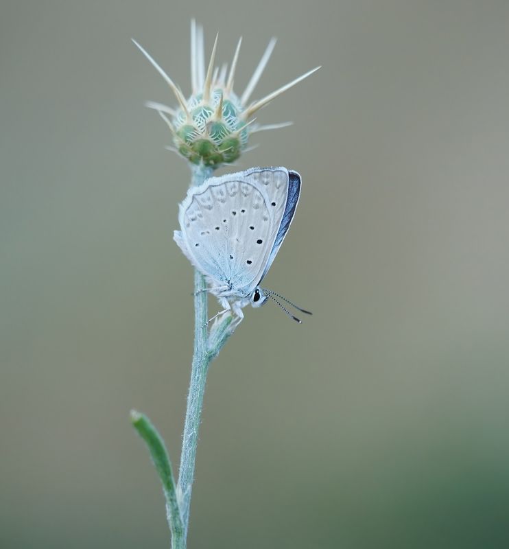 Getand Blauwtje / Meleagers Blue