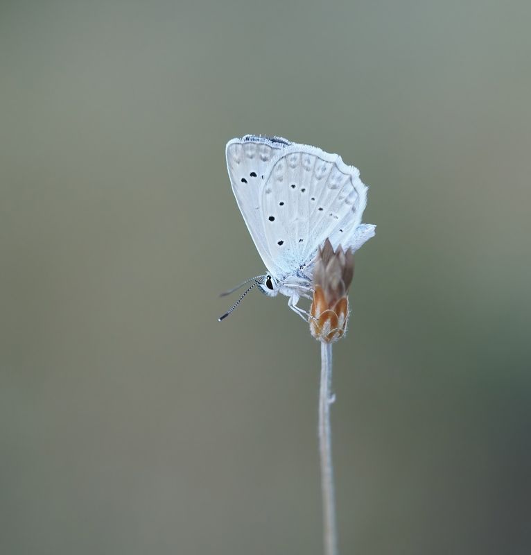 Getand Blauwtje / Meleagers Blue