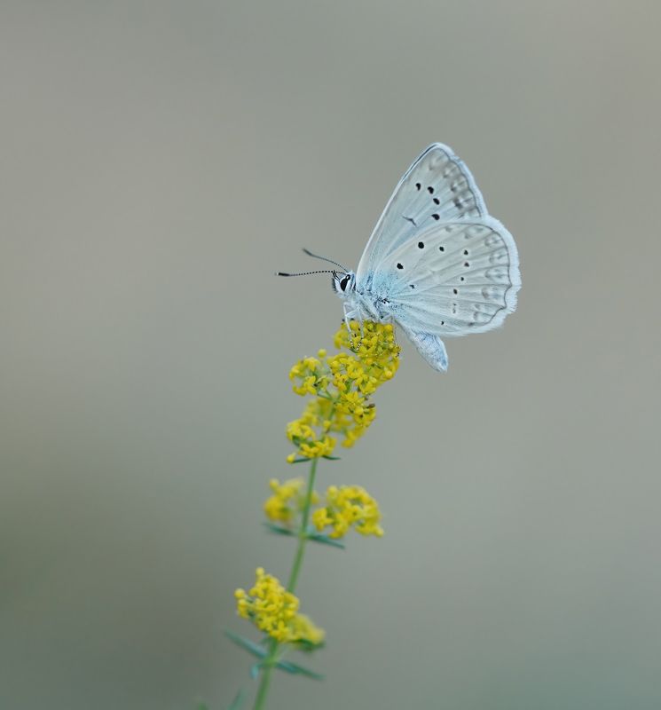 Getand Blauwtje / Meleagers Blue