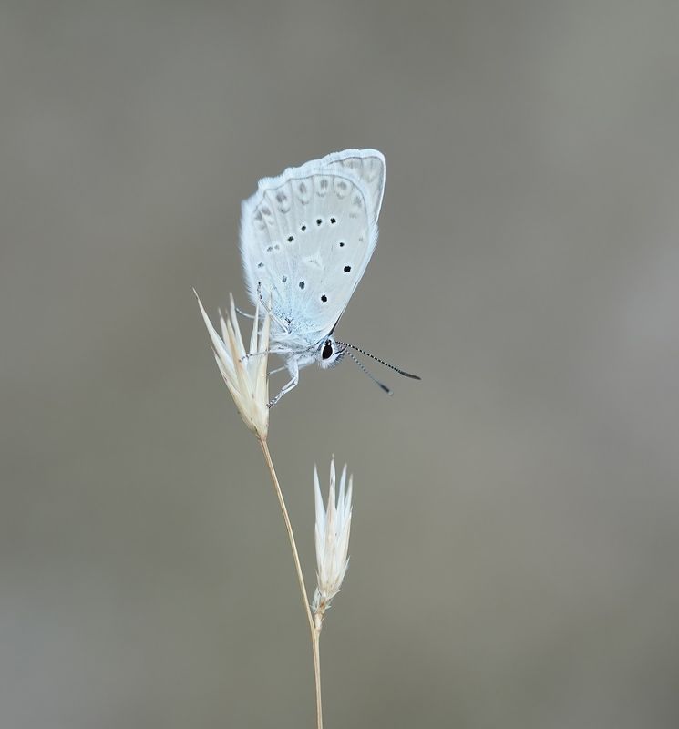 Getand Blauwtje / Meleagers Blue