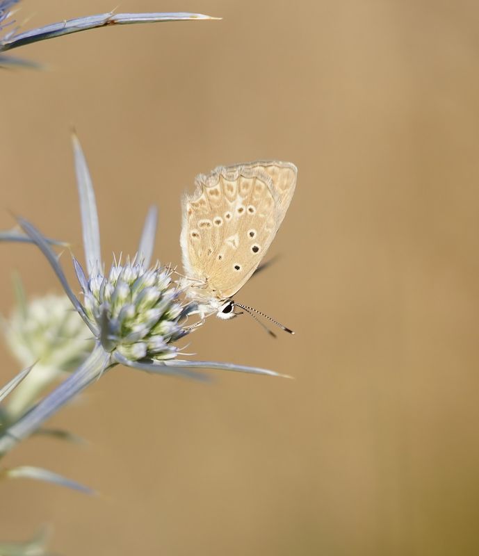 Getand Blauwtje / Meleagers Blue