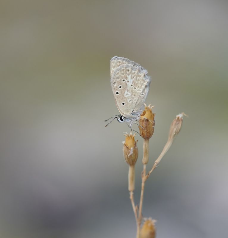 Getand Blauwtje / Meleagers Blue