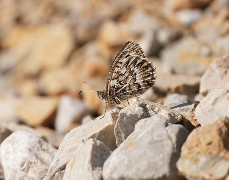 Grauwe Heremiet / Grey Asian Grayling